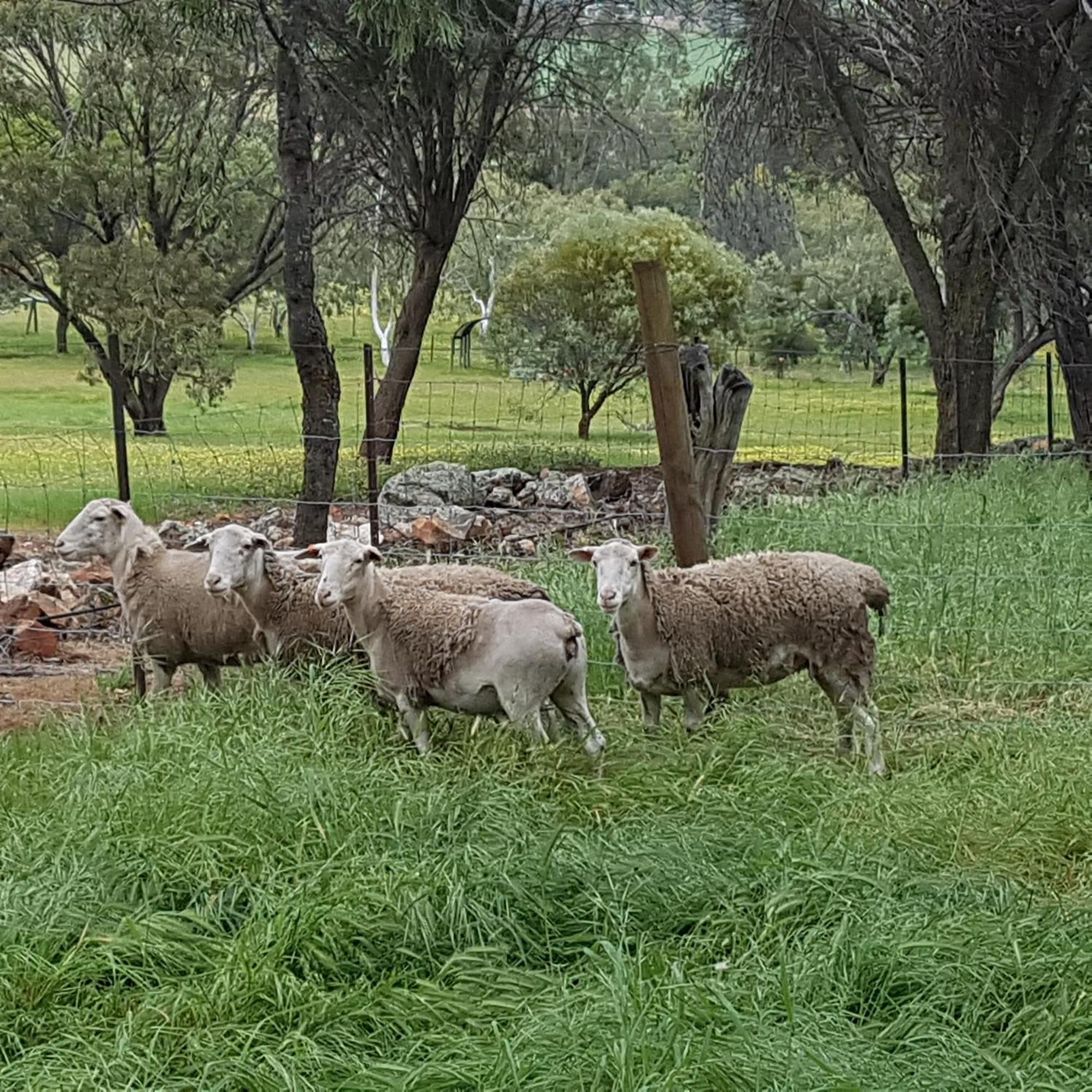 Pecan Hill Bnb Toodyay エクステリア 写真